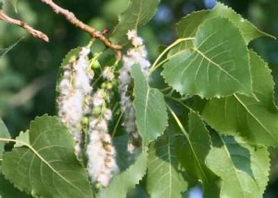 Plains Cottonwood