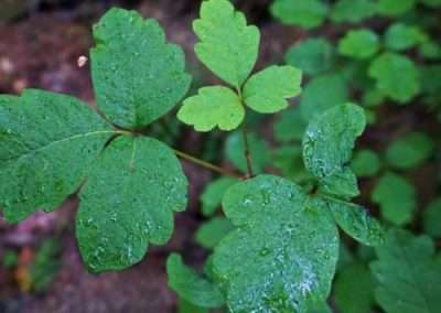 Poison Oak