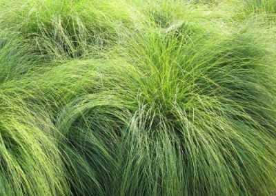 Prairie Dropseed