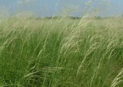 Prairie Sandreed