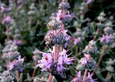 Purple Sage