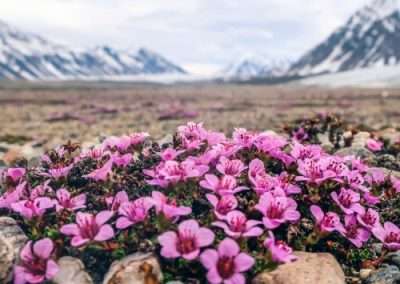 Purple Saxifrage