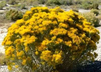 Rabbitbrush