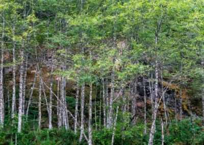 Red Alder