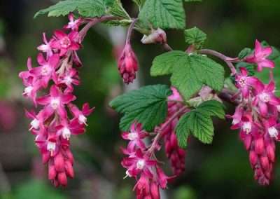 Red-Flowering Currant