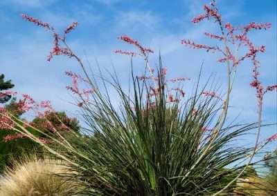 Red Yucca