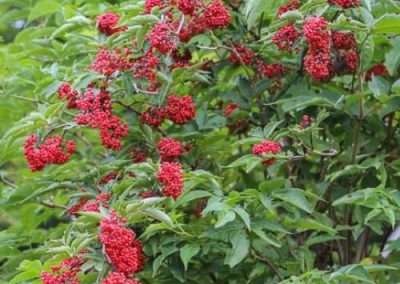 Red-berried Elder