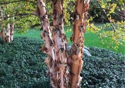 River Birch