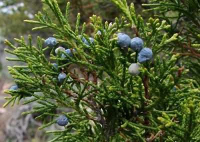 Rocky Mountain Juniper