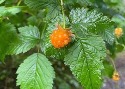 Salmonberry