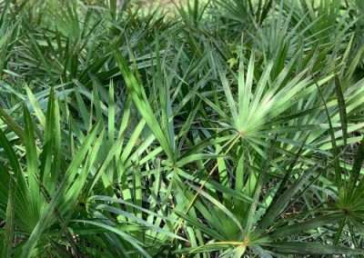 Saw Palmetto