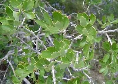 Scrubby Oak