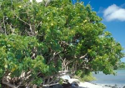 Seaside Mahoe