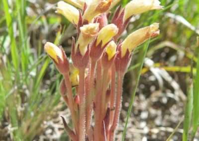 Sierra Nevada Broomrape