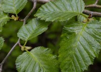 Sitka Alder