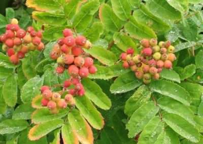 Sitka Mountain Ash