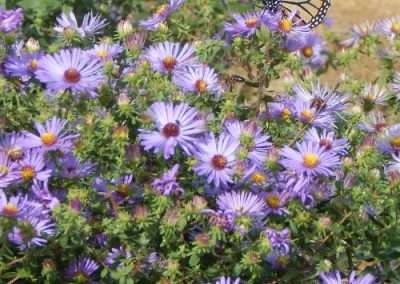 Smooth Blue Aster