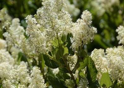 Snowbrush