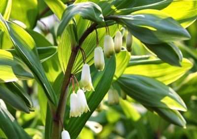 Solomon’s Seal