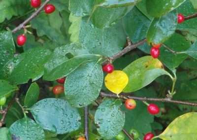 Spicebush