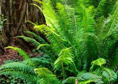 Sword Fern