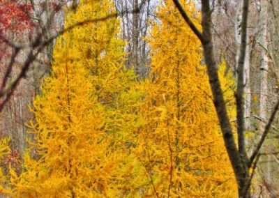 Tamarack