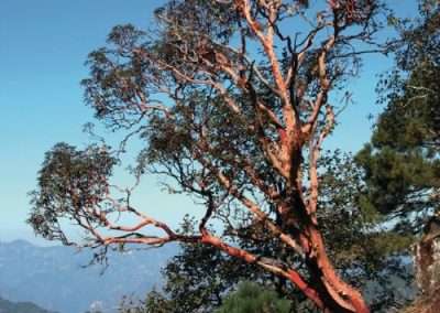 Texas Madrone