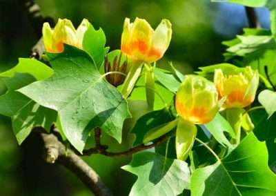 Tulip Poplar