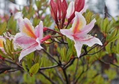 Western Azalea
