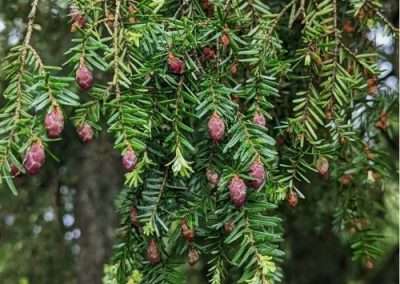 Western Hemlock