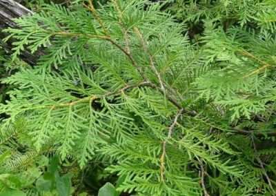 White Cedar