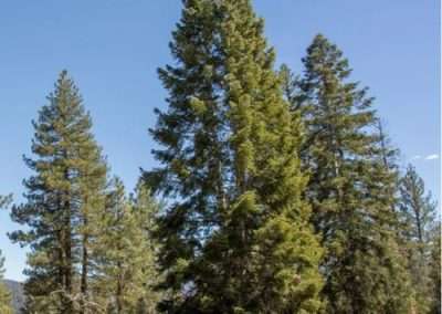 White Fir