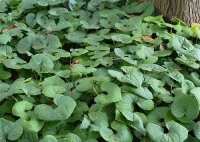 Wild Ginger