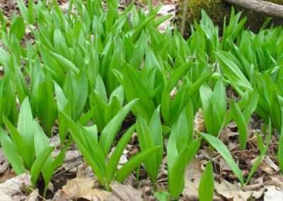 Wild Leek (Ramps)