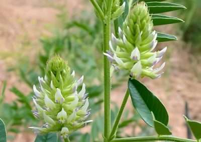 Wild Licorice