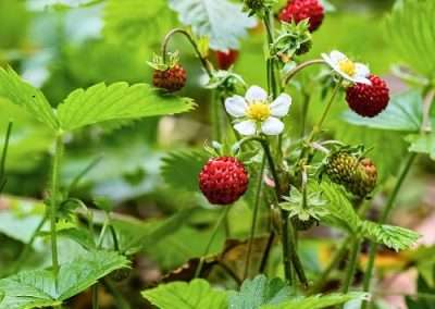 Wild Strawberry