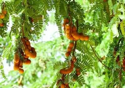 Wild Tamarind