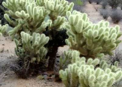 Woolly Bear Cactus