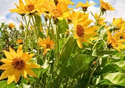 Arrowleaf Balsamroot