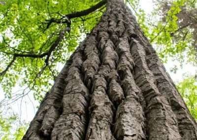Black Cottonwood