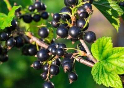 Black Currant