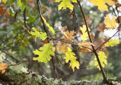 Black Oak