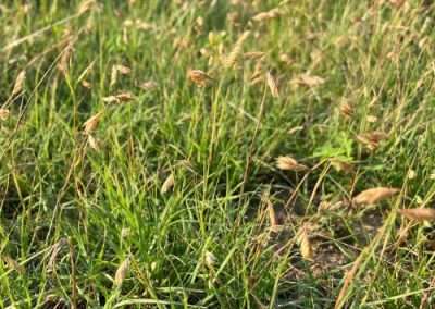 Buffalograss