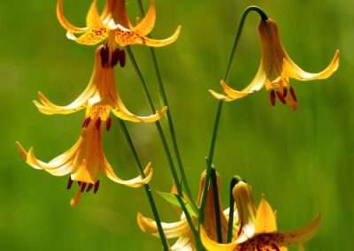 Canada Lily