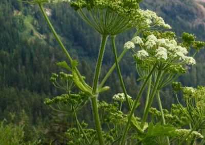 Cow Parsnip