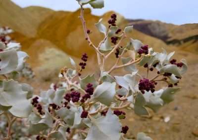 Desert Holly