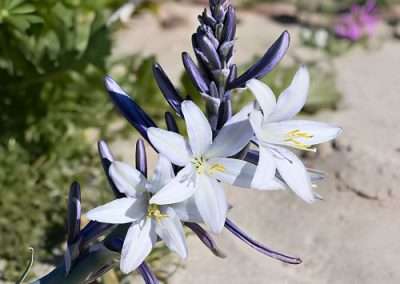 Desert Lily