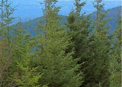 Douglas Fir