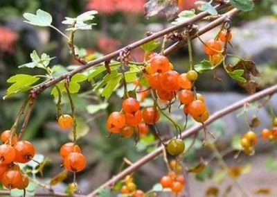Golden Currant