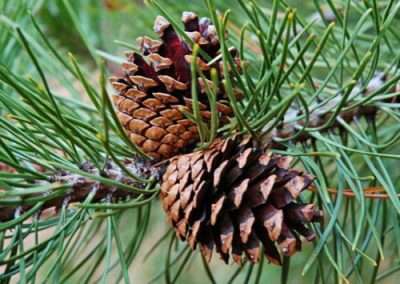 Lodgepole Pine